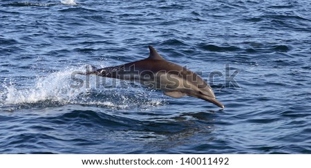 Common Dolphin in the Santa Barbara Channel, California - Soft Focus