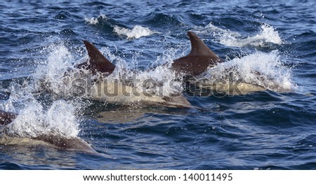 Common Dolphins in the Santa Barbara Channel, California