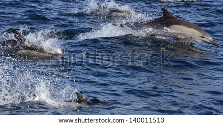 Common Dolphins Running in the Santa Barbara Channel, California - Soft Focus