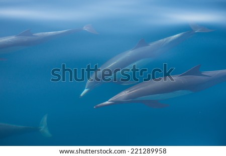 Common Dolphins Underwater