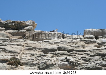 A mother seagull with her baby on a cliff in Santa Cruz, CA