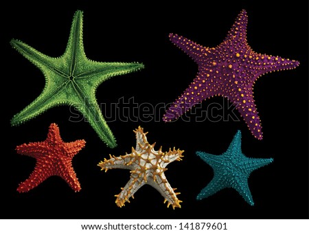 Full spectrum of starfish isolated on a Black background