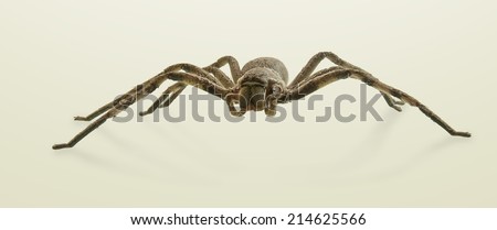 Front of a Huntsman Spider