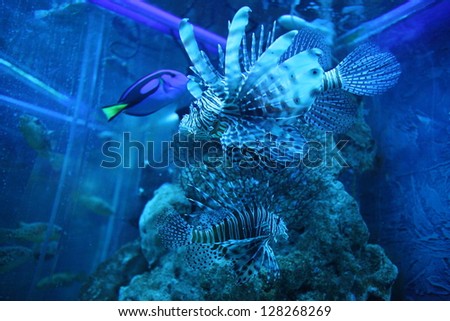 Unusual beautiful small fish in an aquarium in gentle blue light