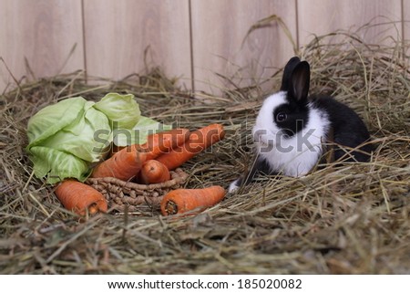 Live beautiful fluffy black with white the rabbit sits near to a wattled basket the filled carrots and cabbage