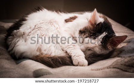 Fluffy white cat with gray spots on the fur asleep , curled up