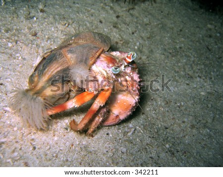 A cute hermit crab with its shell covered by tube anemones. Also taken during a night dive. Internal flash was used to semi-light up the hermit crab.