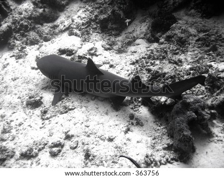 Black & white shot of a white-tip shark, lazing on the bottom of the sea bed