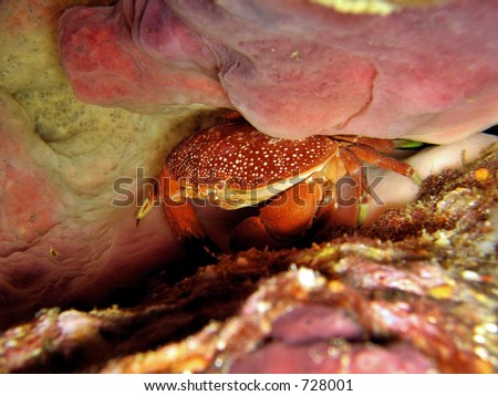 A reef crab hiding in a crevice from predators