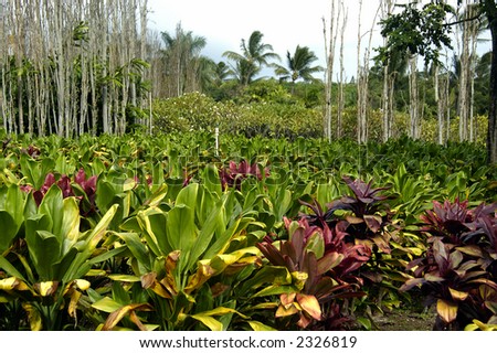 A Troipical flower plantation on a bright sunny afternoon