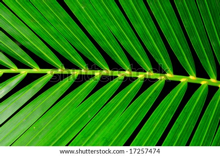 Extreme close up of a green palm leaf macro