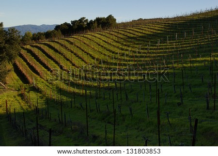 Curved lines of a terraced vineyard under the winter sun in Northern California, USA. In the moderate California climate, winter brings green grass to the mountain side instead of snow.