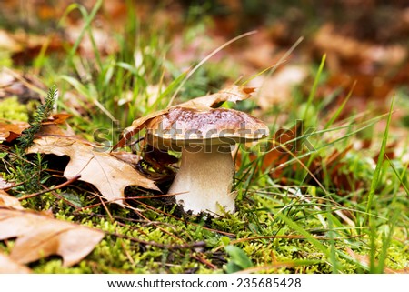 Mushroom in the forest, latin name Boletus Edulis species, autumn colors concept.