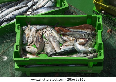 Box of fresh fish on fishing nets in the boat, food industry.
