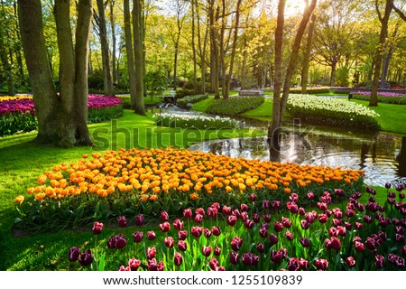 Keukenhof Flower