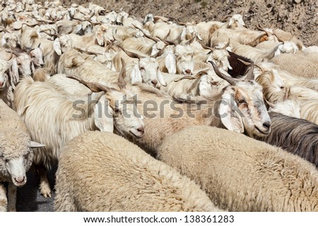 Herd of Pashmina sheep and goats in Himalayas. Himachal Pradesh, India