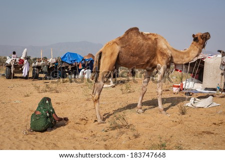 PUSHKAR, INDIA - NOVEMBER 20, 2012: Indian woman collecting camel camel dung for fire fuel at Pushkar camel fair (Pushkar Mela) -  annual camel livestock fair, one of the world largest camel fairs