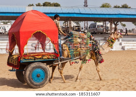PUSHKAR, INDIA - NOVEMBER 22, 2012: Camel \