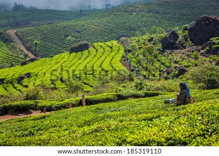 KERALA, INDIA - FEBRUARY 18, 2014: Unidentified Indian woman harvests tea leaves at tea plantation at Munnar. Only uppermost leaves are collected and workers collect daily up to 30 kilos of tea leaves