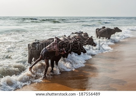 CHENNAI, INDIA - FEBRUARY 10, 2013: Man mashing cows in sea in the morning on Marina beach. Cow is a sacred animal in Hinduism