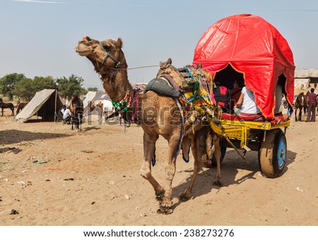 PUSHKAR, INDIA - NOVEMBER 20, 2012: Camel \