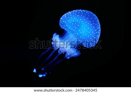 Similar – Image, Stock Photo jellyfish Jellyfish