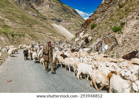 LADAKH, INDIA - SEPTEMBER 5, 2012: Cashmere shepherd with herd of pashmina goats and sheep in Ladakh, India