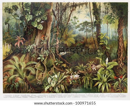 Vintage drawing of tropical forest plants from the beginning of 20th century period - Picture from Meyers Lexicon books collection (written in German language) published in 1908, Germany.