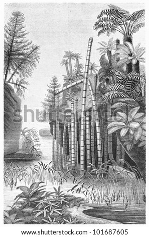 Vintage 19th century drawing of Keuper plants formation - Picture from Meyers Lexikon book (written in German language) published in 1908 Leipzig - Germany.