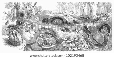 Vintage 19th century old drawing representing a dormouse nest and rabbit lair -  Picture from Meyers Lexikon book (written in German language) published in 1908 Leipzig - Germany.