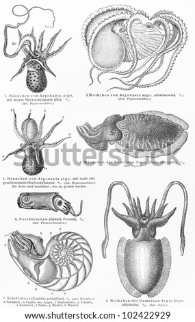 Vintage 19th century drawing of various species of octopus and squid - Picture from Meyers Lexikon book (written in German language) published in 1908 Leipzig - Germany.