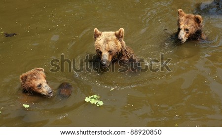 Brown bears playing in water