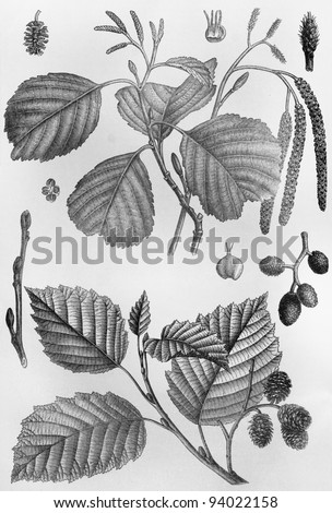 Vintage drawing of Alder leafs and seeds - Picture from Meyers Lexicon books collection (written in German language ) published in 1908 , Germany.