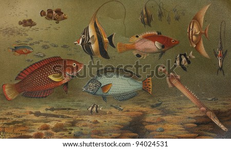 Vintage drawing of various types of tropical fish -  Picture from Meyers Lexicon books collection (written in German language ) published in 1908 , Germany.
