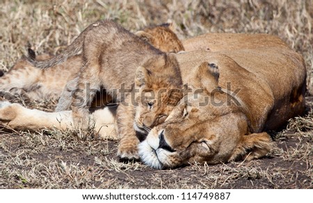 Snuggling up to Mom/ A lion cub snuggles up to his mother. Serengeti National Park, Tanzania