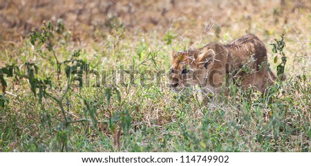 Hunting Cub/ A lion cub practices for the big hunt, stalking his prey. Serengeti National Park, Tanzania