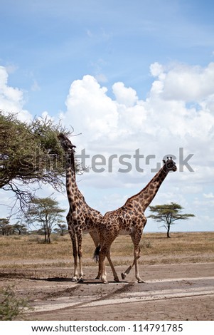 A pair of Masai Giraffes nibble on the leaves of an Acacia Tree. Serengeti National Park, Tanzania.