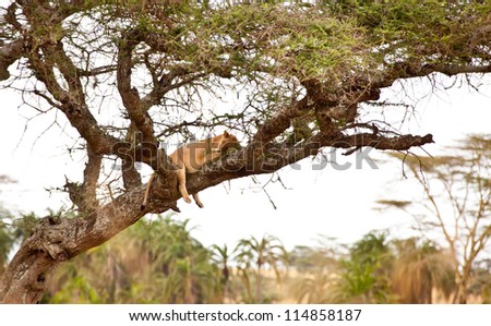 Tree climbing lions rest in an Acacia Tree. Serengeti National Park, Tanzania.