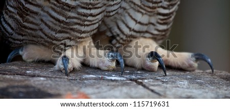 Portrait Of A Great Horned Owl'S Claws And Legs. Stock Photo 115719631 ...