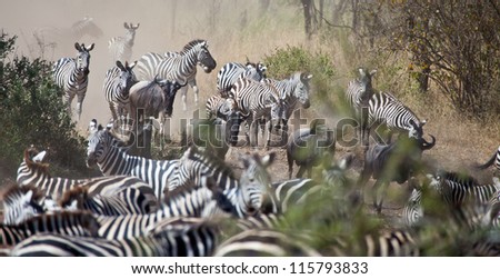 A large herd of Zebras and Wildebeest during the Great Migration. Serengeti National Park, Tanzania.