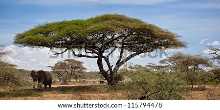 A large bull African Elephant under an Acacia Tree. Serengeti National Park, Tanzania.