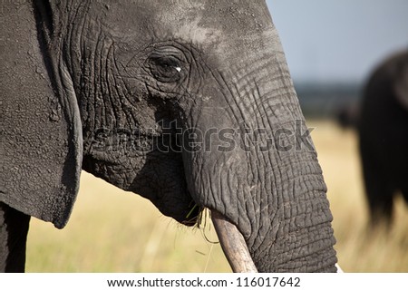 World's Largest Land Mammal. A group of Elephants on the savanna. Serengeti National Park, Tanzania.
