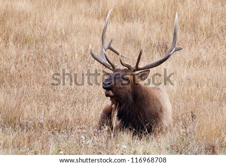 A large Male Elk bugles for his mates during the fall rutting season. Estes Park, Colorado.
