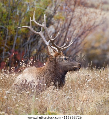A lone bachelor bull Elk hangs outside the herd of a more dominant male hoping to siphon off cows during the fall rutting season.