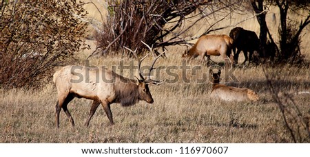 A large bull elk stands watch over his heard of does and calves during the fall rutting season. Estes Park, Colorado.