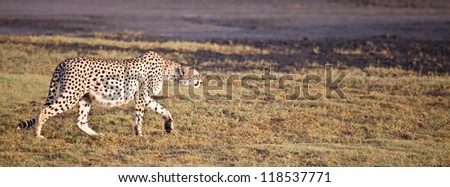 An adult female cheetah crouches into the stance as she spots a gazelle in the distance. Serengeti National Park, Tanzania