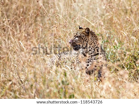 A large adult Leopard looks through the tall grasses of the savanna in search of his next meal. Serengeti National Park, Tanzania