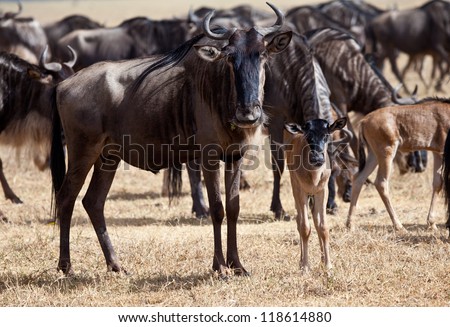 Herds of Wildebeest cross the Serengeti during the Great Migration. Serengeti National Park, Tanzania
