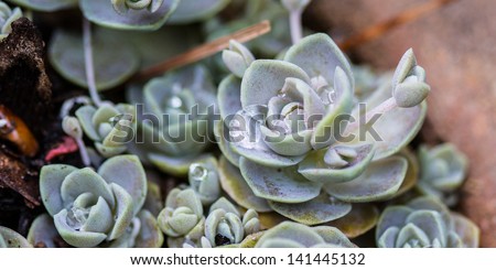 Water droplets on a Sedeveria 