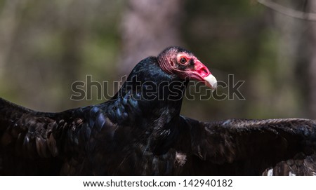 The odd faced Turkey Vulture as he hangs out in the sun.